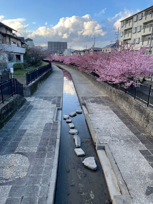 淀水路の河津桜